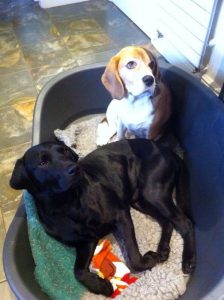 Bilko and Teddy