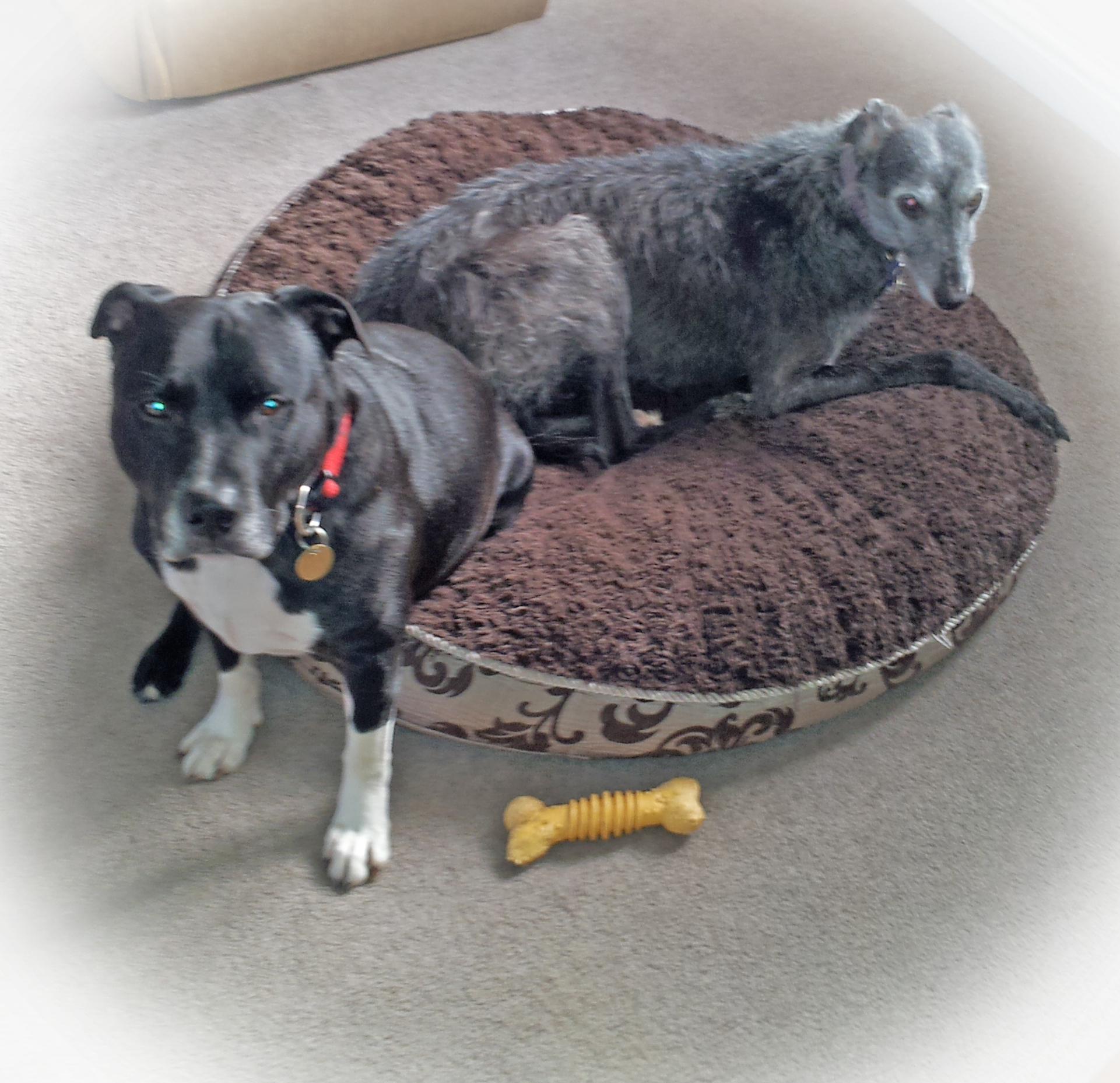 Anya and Lucky
