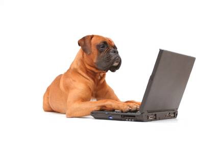 Dogs that have a JOB to do!