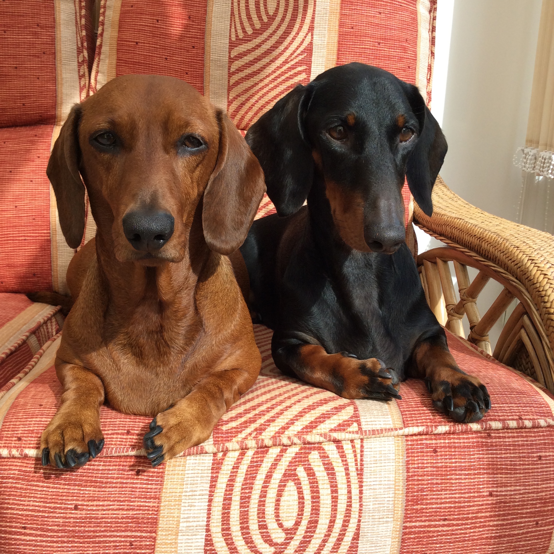 Millie and Archie