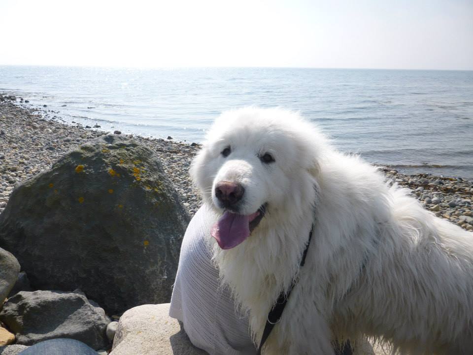 Bella