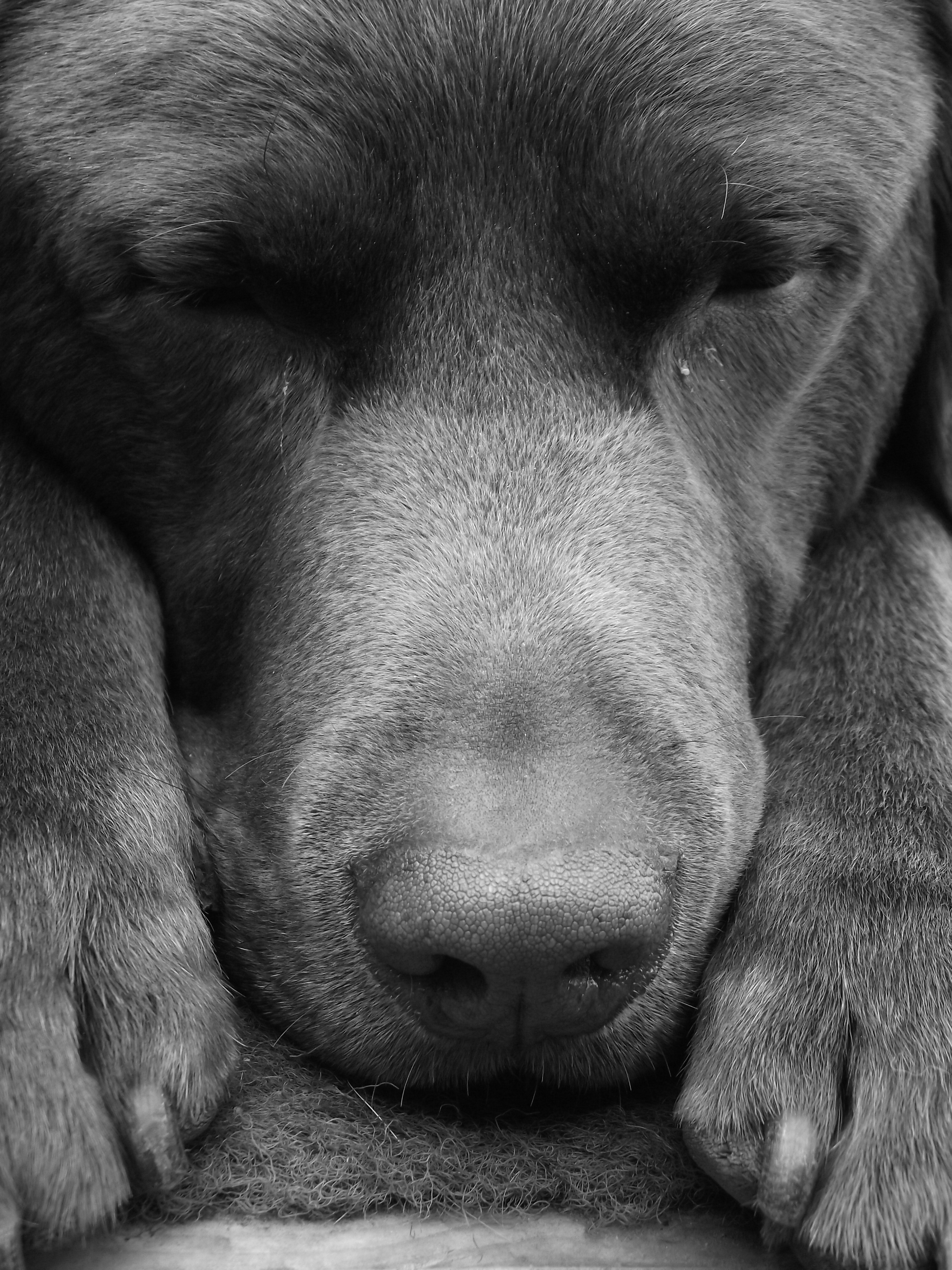 Foster a Dog