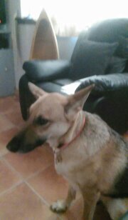Cassie the German Shepard