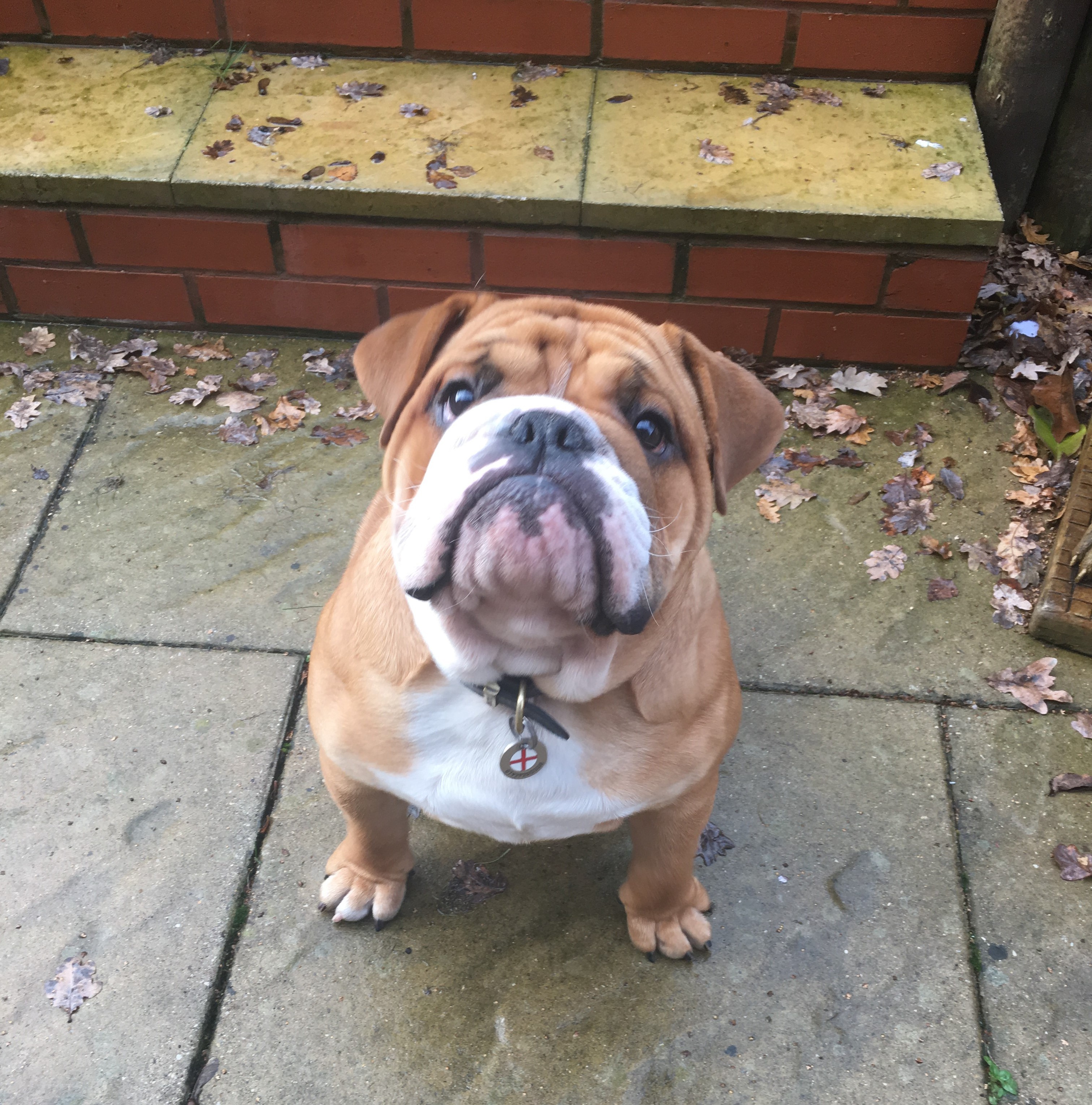Reggie who didn’t want to walk on the lead!