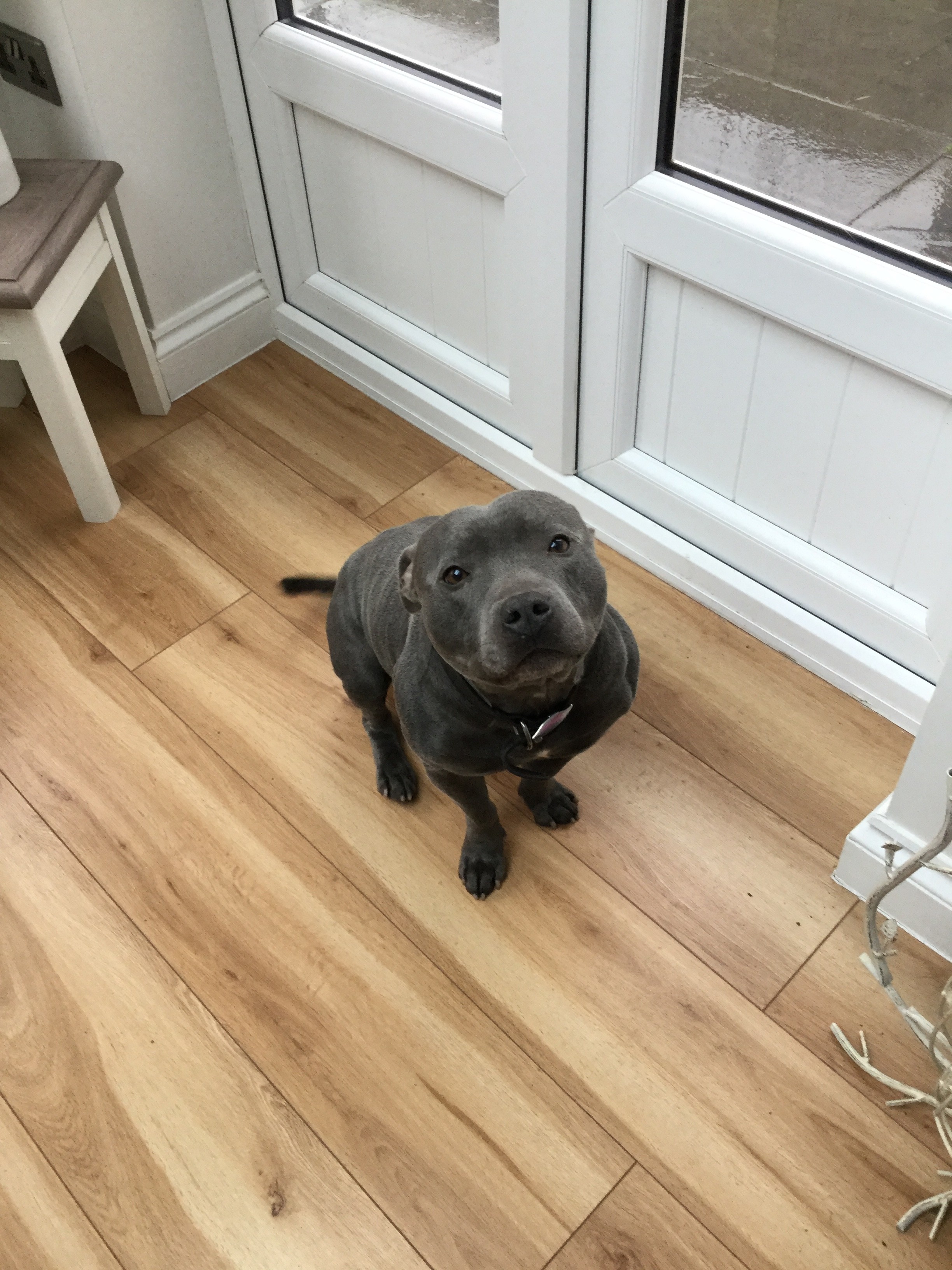 Blu the Staffi