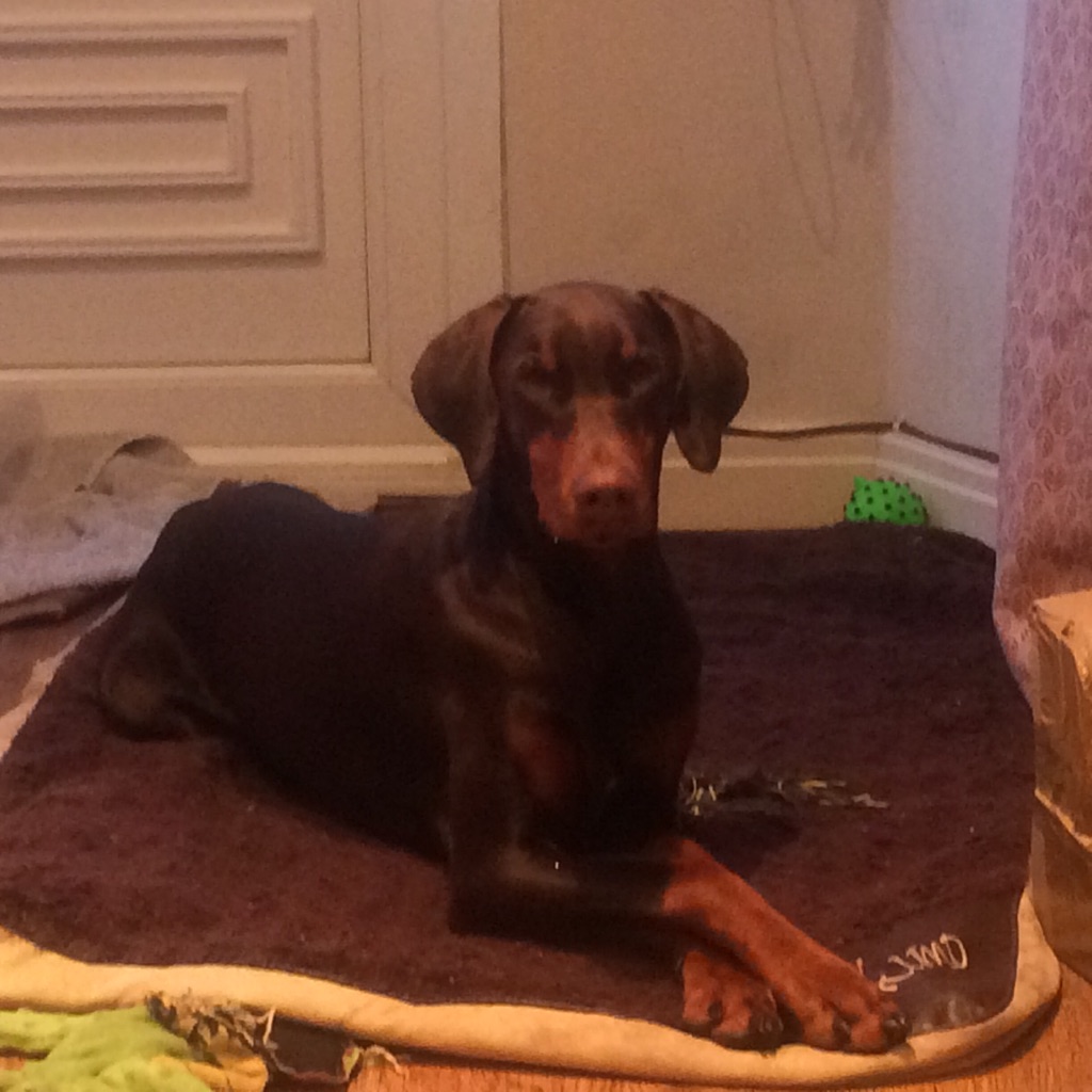 Riga the Doberman