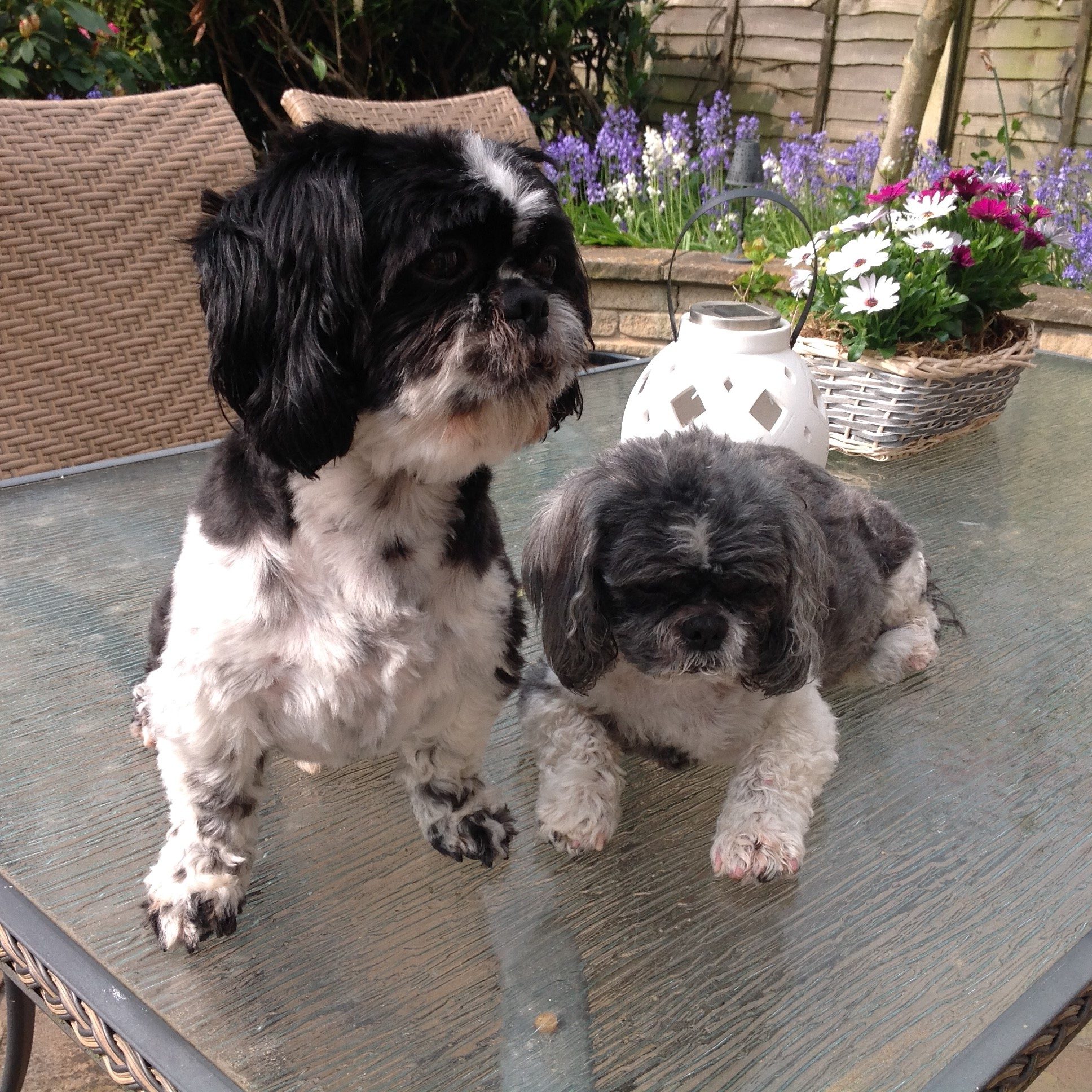 Billy and Bertie – Dog Sitting and House Sitting