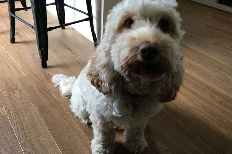 Bo – What Puppy Training lessons can do!