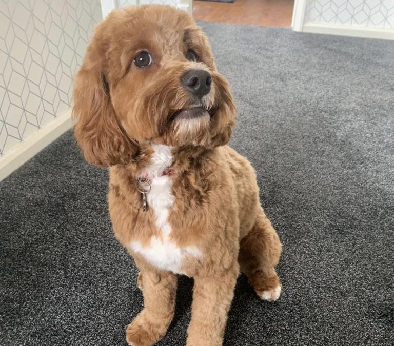 Lucy